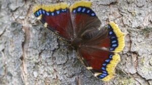 Mourning Cloak Butterfly