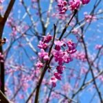 The Eastern Carpenter Bee, a generalist, finds nectar on many plants, but prefers the Eastern Redbud's rich nectar.