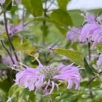 The Eastern Carpenter Bee is attracted to purple plants, like Bergamot