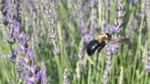 Eastern Carpenter Bee