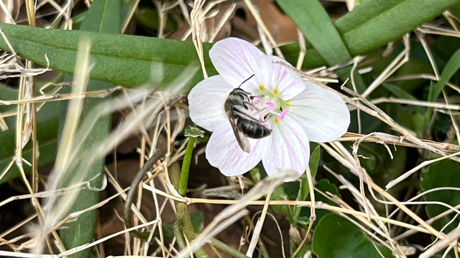 Spring Beauty Mining Bee: The Tiny Spring Specialist
