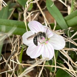 Sweet Beauty Mining Bee on its host plant, the early-blooming Sweet Beauty Flower