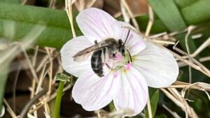 The Tiny Spring Specialist: Sweet Beauty Mining Bee
