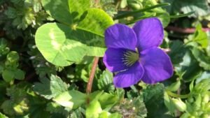 The Common Blue Violet