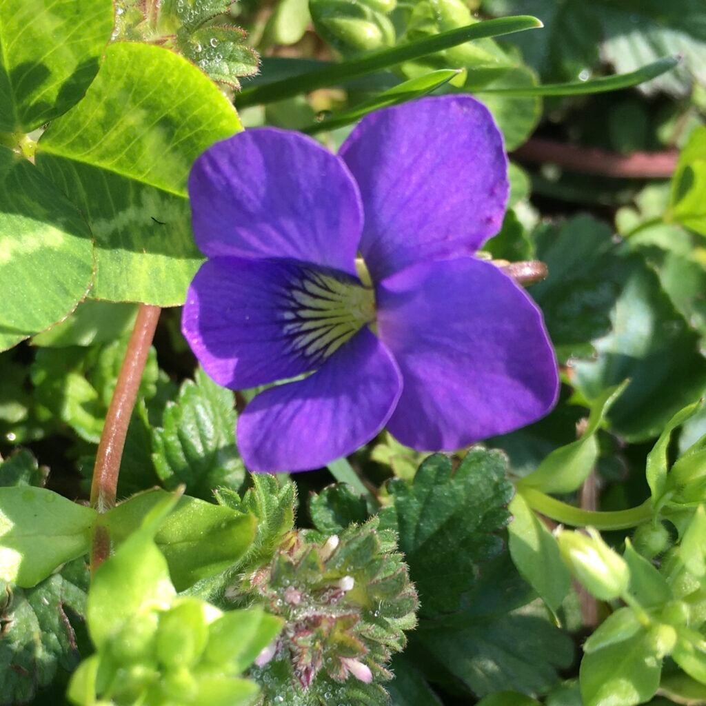 The spring violet, is a keystone species that offers both nectar and shelter, as well as acting as a host plant where pollinators can lay their eggs.