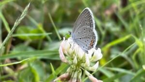 Eastern-tailed blue finds nectar on white clover.