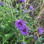 The New England Aster is a popular late summer fall plant that is rich in nectar or both overwintering and migrating pollinators