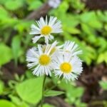 Fleabane is an early-spring flower that attracts many small bees. Their, compact  short tubes, are easy to land on and feed on. 