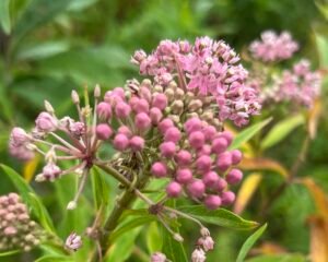 Swamp Milkweed offers nectar for a variety of butterflies, and acts as a host plant for Monarchs