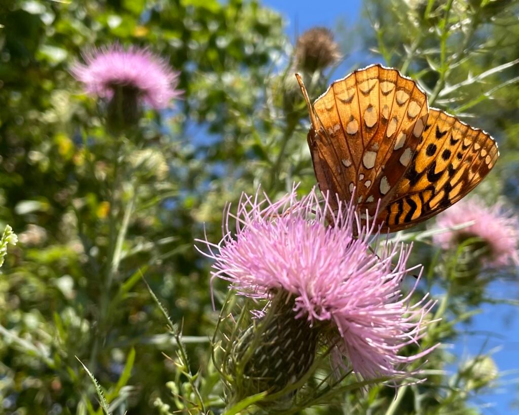 A wild thistle provides nectar for many butterflies. 
