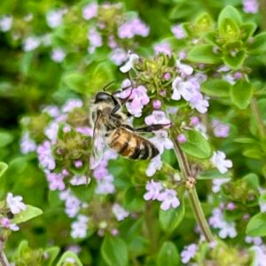 Honeybee (Apis Mellifer) on Lemon Thyme
