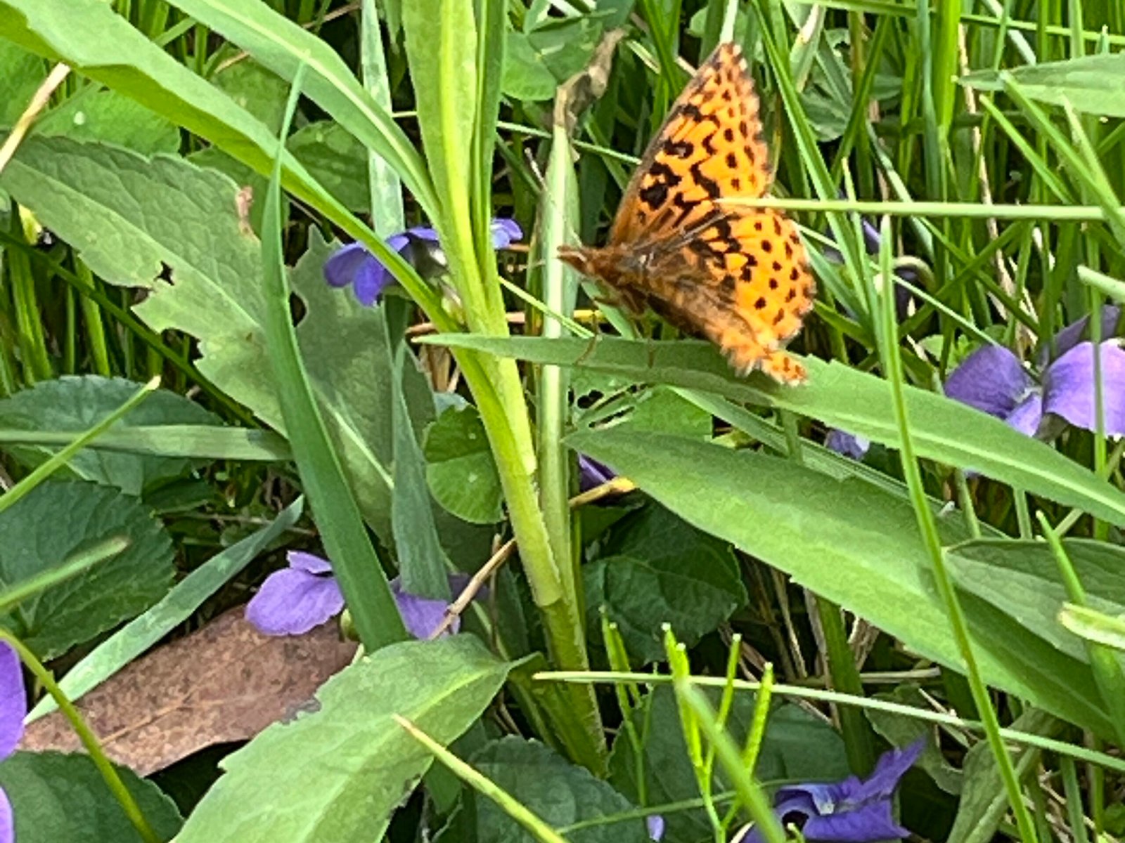 Meadow Fritillary: Gliding through the Grass