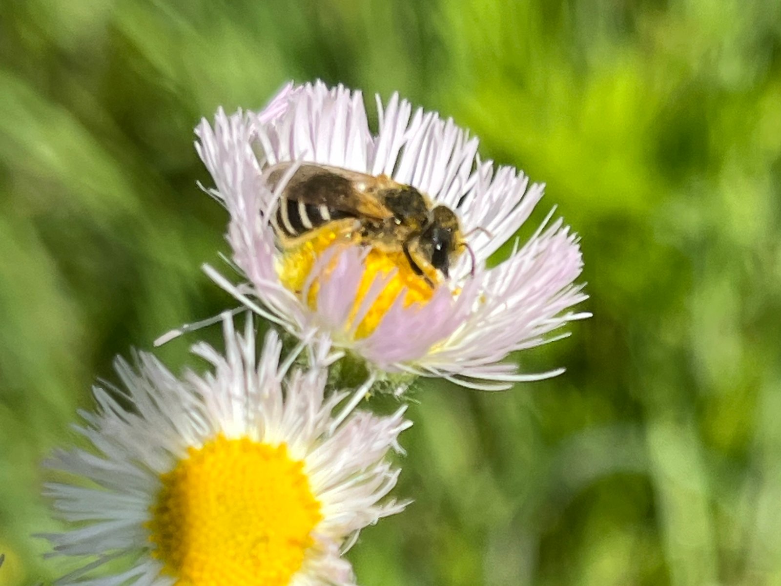 Furrow Bees: The Underground Socialites