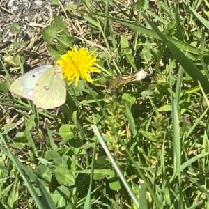 Vibrant yellow butterflies that rapidly fly low over the clover fields and lawns.
