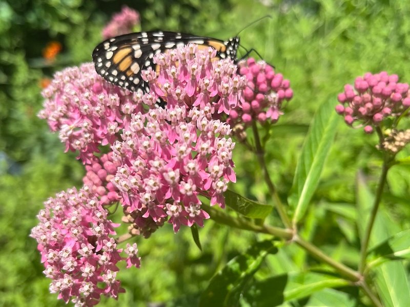Monarch vs Viceroy Butterfly Comparison Guide