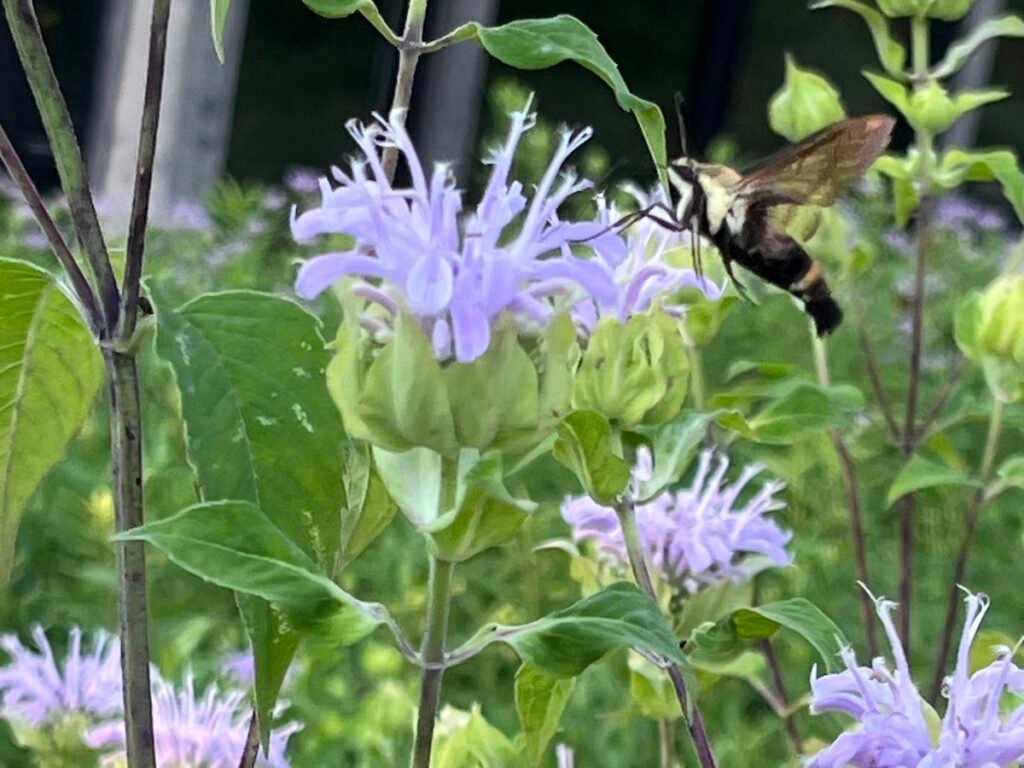 This Snowberry Clearwing butterfly, extends its long-probiscus into Bergamot to drink nectar while in flight.