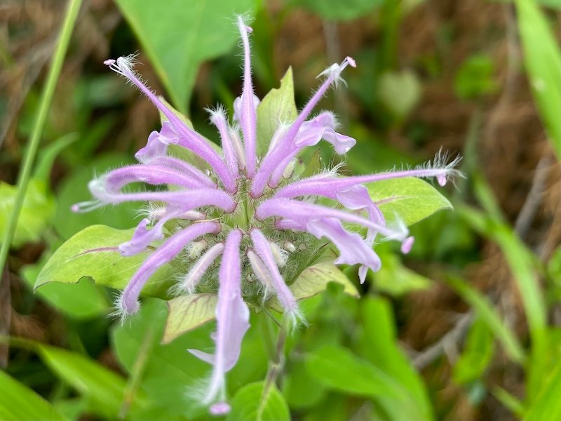 A lilac-colored bergamot flower begins blooming when thin, fuzzy nectar-filled tubes start yo unfold from the center cone.