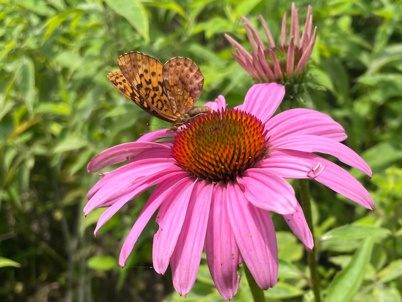 A Meadow Fritillary lands on a new, Echinacea, and discovers rich-nectar deep within the center cone.