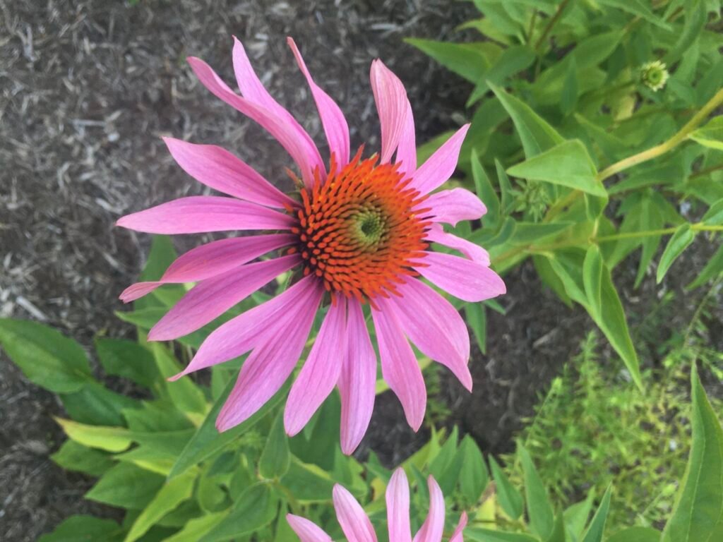 A young Echinacea begins to bloom with thin, purple petals, branching away from the center cone.