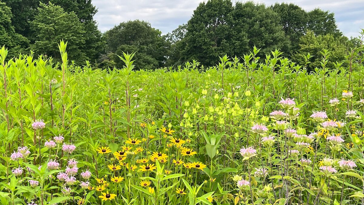 Echinacea & Bergamot: Early Summer Pollinator Blooms