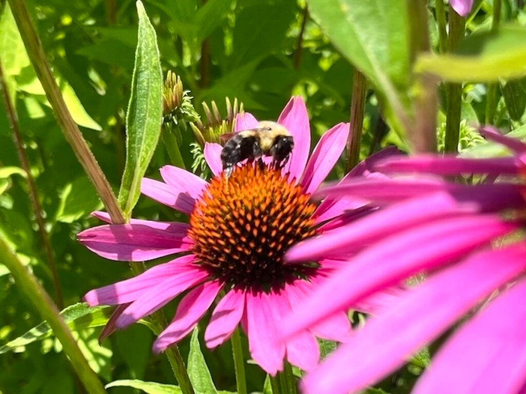 Lumbering bumblebee (Bombus) finding nectar in a Purple Echinacea flower.