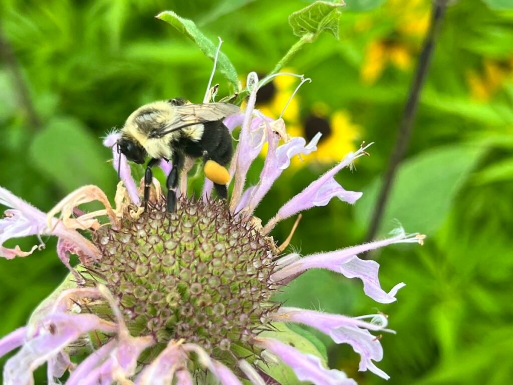 Common Eastern Bumblebee finding the last bits of nectar on a mid-summer blooming Bergamot flower